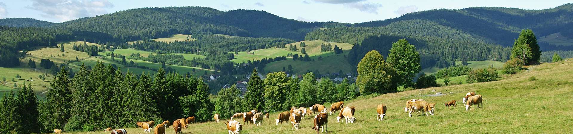Erzeugergemeinschaft Schwarzwald Bio-Weiderind