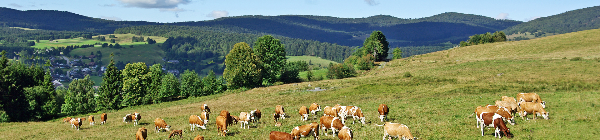 Erzeugergemeinschaft Schwarzwald Bio-Weiderind
