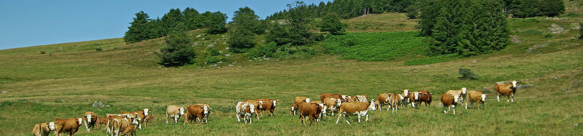 Erzeugergemeinschaft Schwarzwald Bio-Weiderind