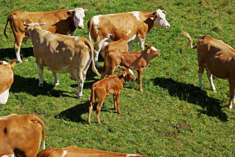 Erzeugergemeinschaft Schwarzwald Bio-Weiderind