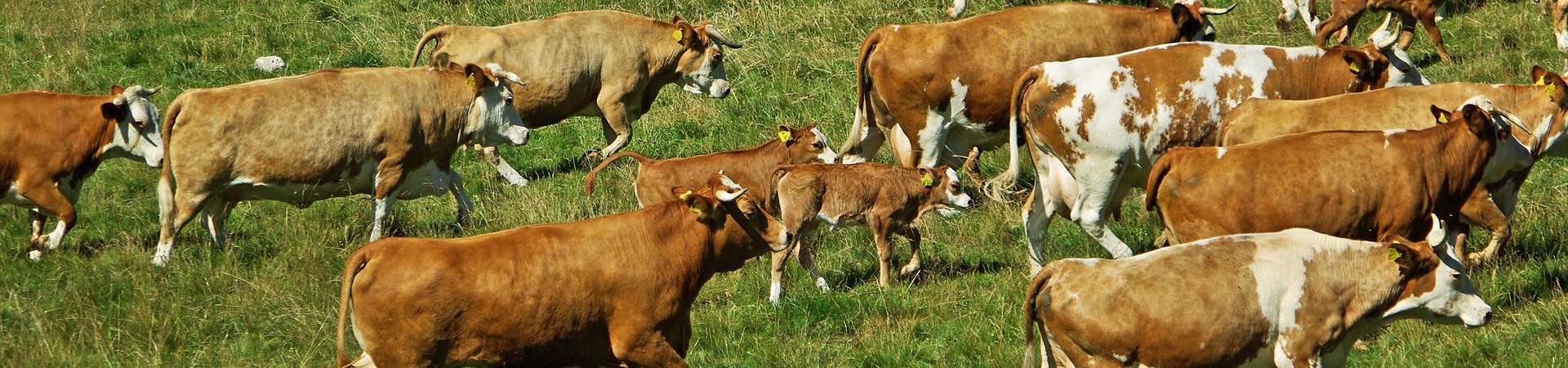 Erzeugergemeinschaft Schwarzwald Bio-Weiderind