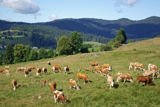 Erzeugergemeinschaft Schwarzwald Bio-Weiderind